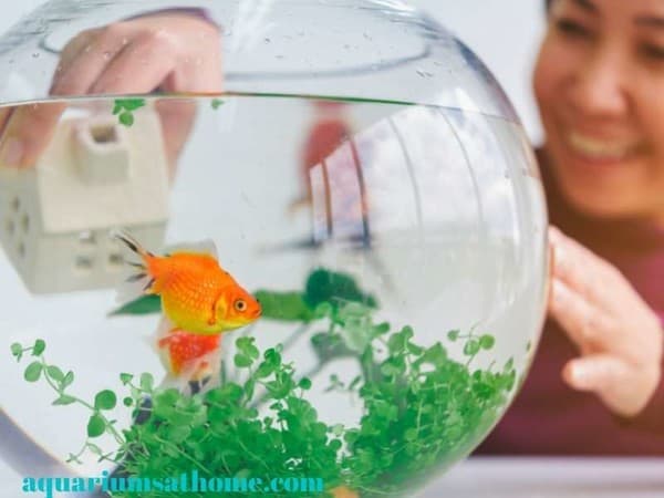 goldfish in fishbowl