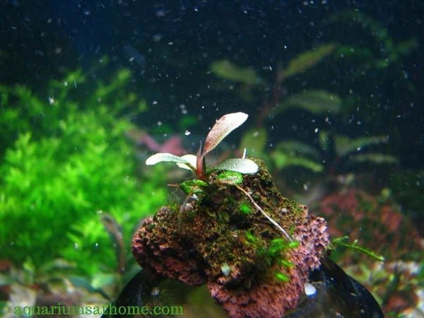 freshwater fish tank water flow live plants
