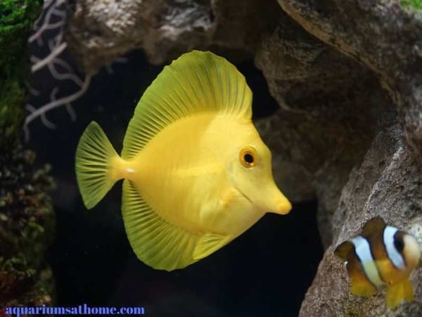 yellow tang and clownfish