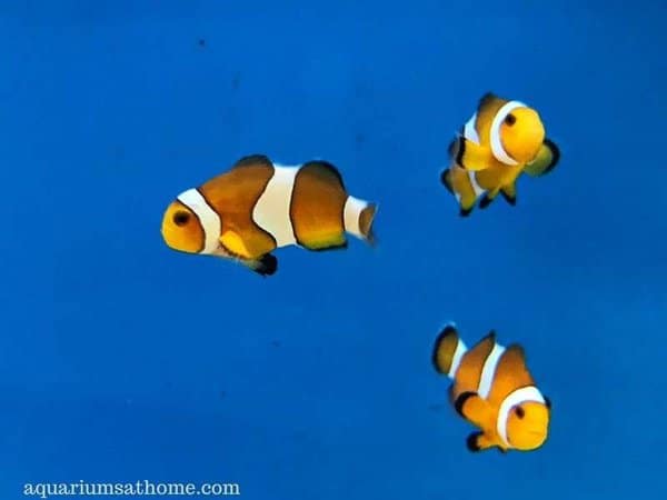 3 clownfish