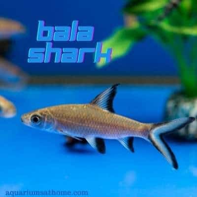 Are Bala Sharks Aggressive?