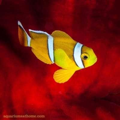 Can You Have 3 Clownfish in a Tank? -