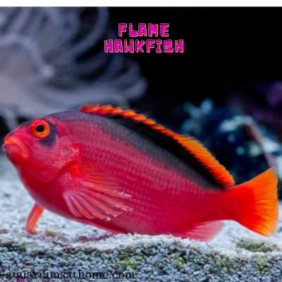 flame hawkfish