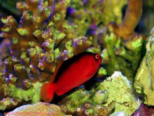 flame hawkfish in coral