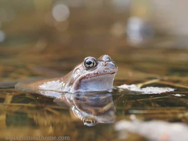 how-to-get-rid-of-frogs-in-a-fishpond