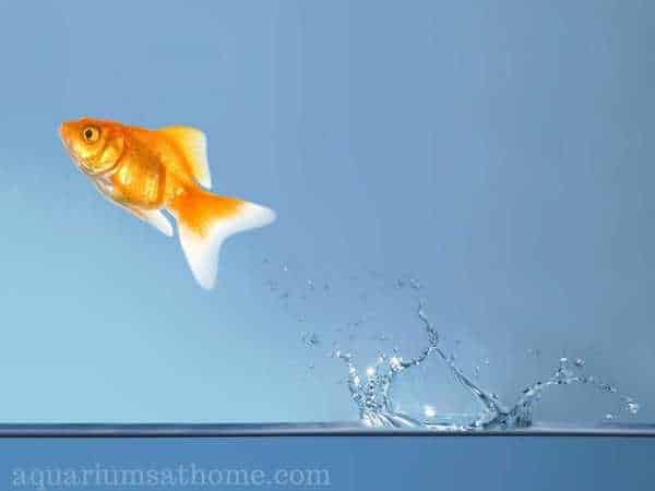 goldfish jumping out of fish tank