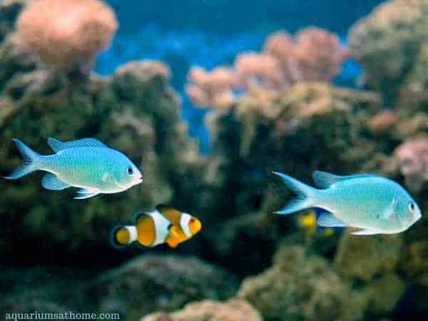 green chromis with clownfish