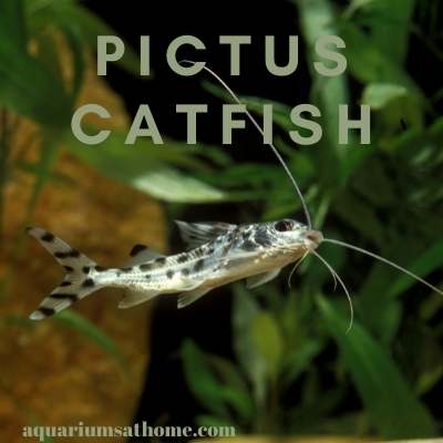 Pictus Catfish Care and Tank Setup (Tank Mates, Breeding, Behaviour)