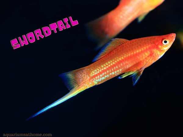 lone swordtail fish