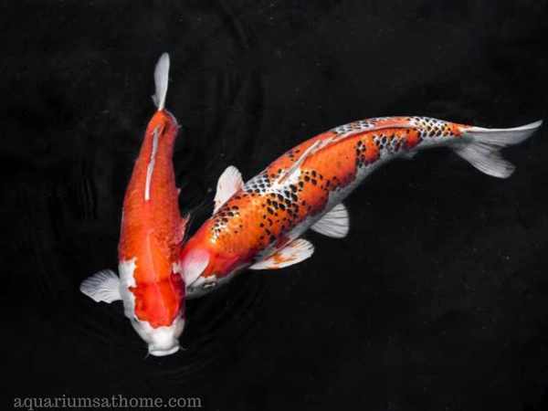 two koi fish