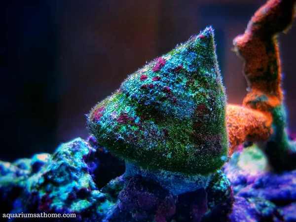 trochus saltwater snail