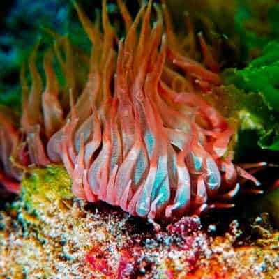 yellow aiptasia with sea anemone
