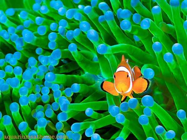clownfish and blue tip anemone