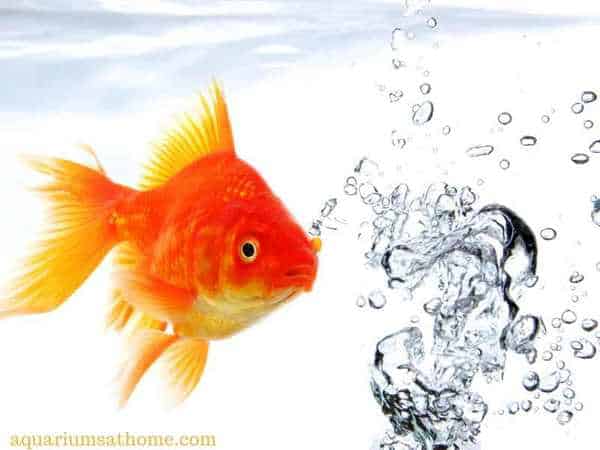 what-kind-of-water-do-goldfish-need