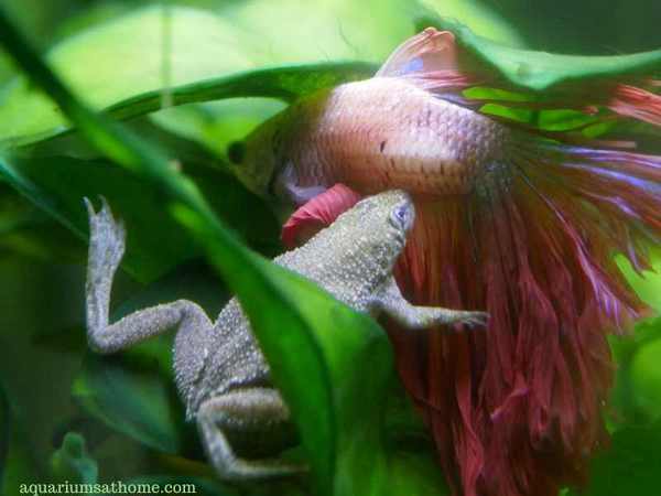 african dwarf frog with betta fish