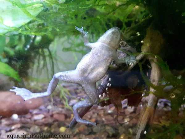 Belly of an african dwarf frog