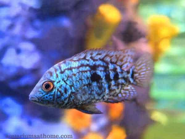 blue jack dempsey fish