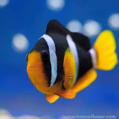 clarkii clownfish