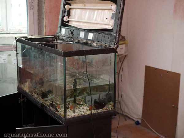 fish tank maintenance