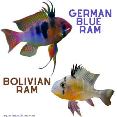 german blue ram vs bolivian ram