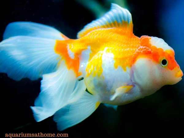 overweight oranda goldfish