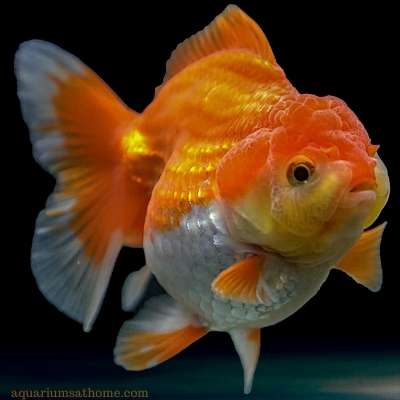 fat goldfish