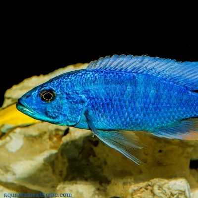 blue cichlid fish