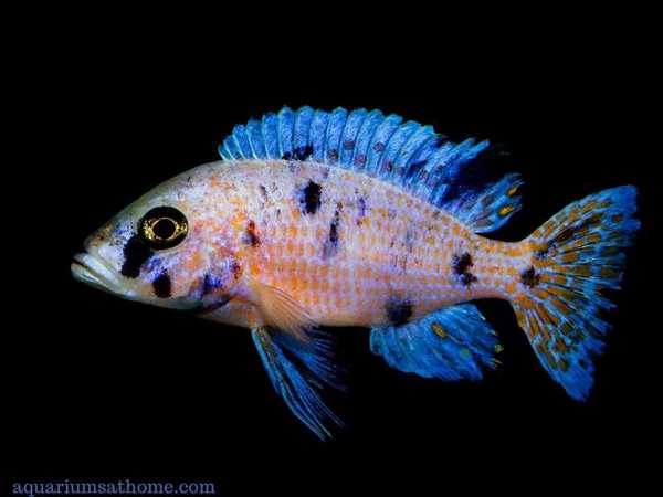colorful cichlid fish