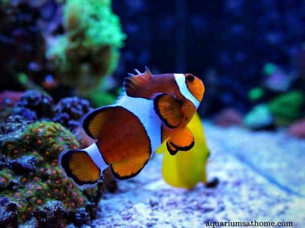 false percula clownfish
