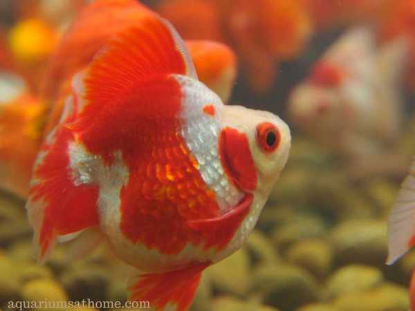 fat goldfish