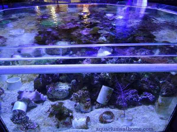 marine tank with corals
