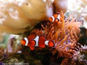 Clownfish Brooklynella Symptoms (How to Treat Your Clownfish)