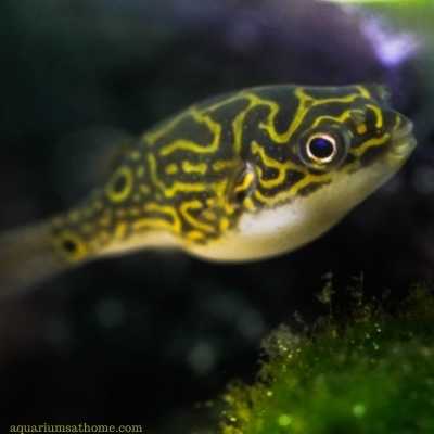 Pea Puffer versus Dwarf Puffer (What’s the Difference?) -