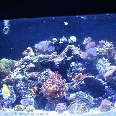 saltwater reef tank