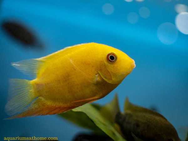 yellow cichlid fish