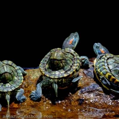 aquarium turtles