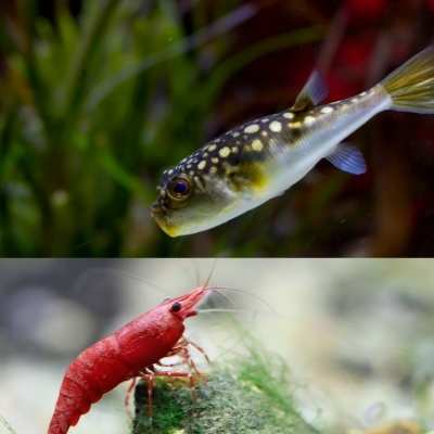 can pea puffers live with cherry shrimp?