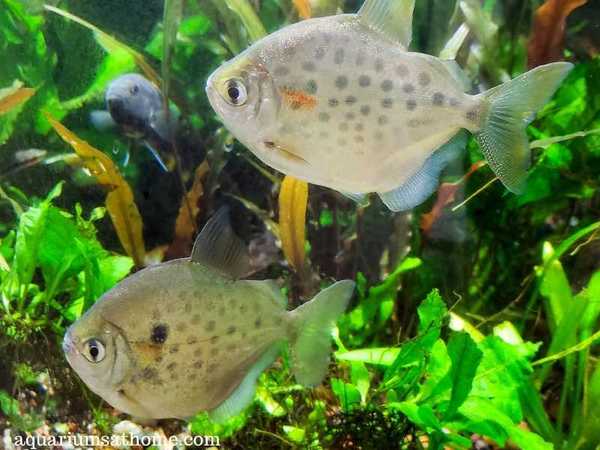 two black spotted silver dollar fish
