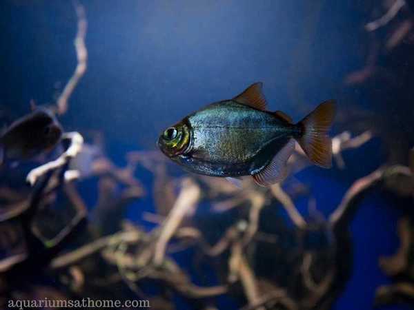 lone silver dollar fish in aquarium