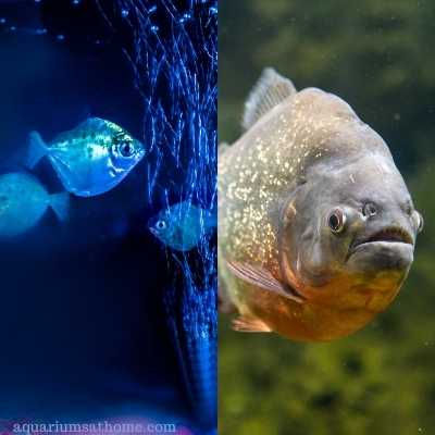 silver dollar fish and a piranha fish.