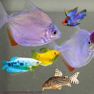 silver dollar fish with tank mates in a community tank
