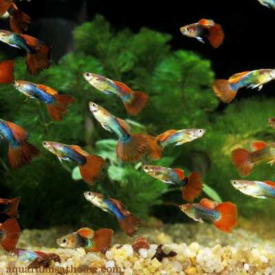 Guppies in a fish tank