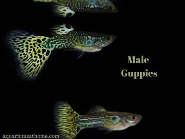 Male Guppies