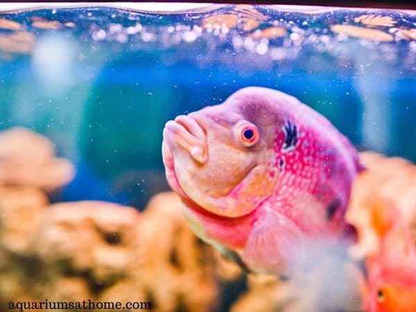 aquarium fish looking at bubbles
