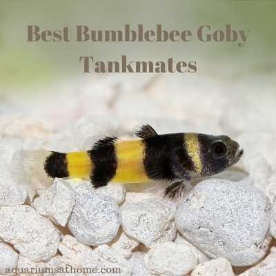 a bumblebee goby