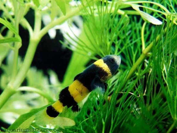 Bumblebee goby in a planted tank