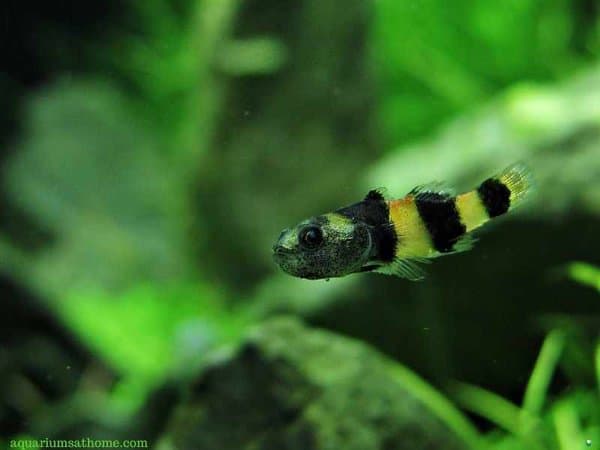 a lone bumblebee goby