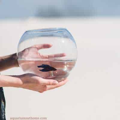 holding a fish bowl