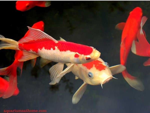 oranda koi fish