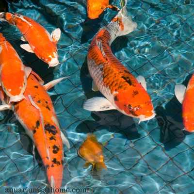 how to sex koi fish is easier than you might think